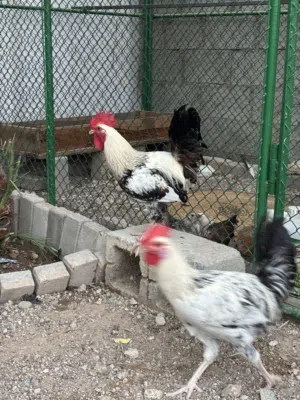 ديك محلي للبيع خذ 4 الخامس مجاناً