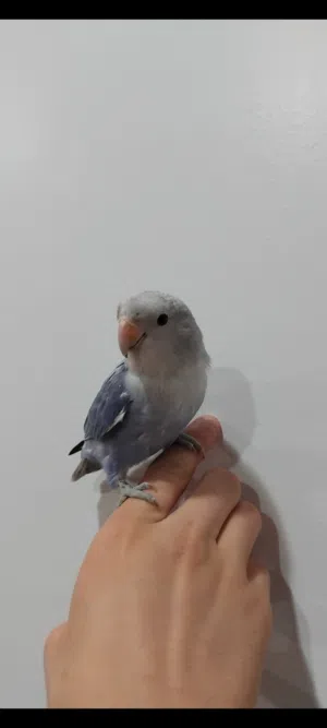 ببغاء روز للبيع