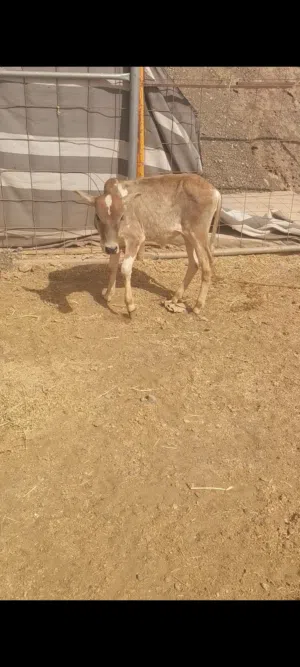 للبيع بقره محليه تحت ثور زاهب