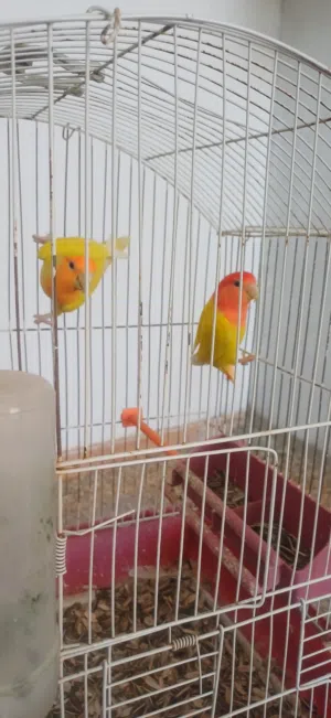 كوبيه ربي يبارك