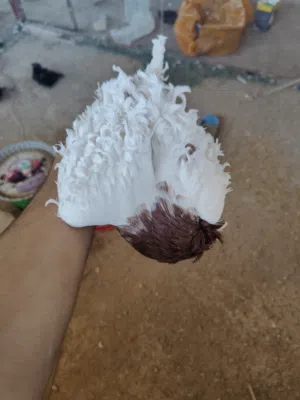 فحل نكرو شرط الصحه وشرط التبزير