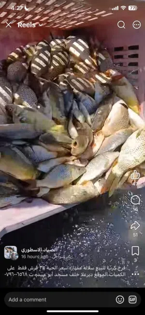 اسماك للبيع