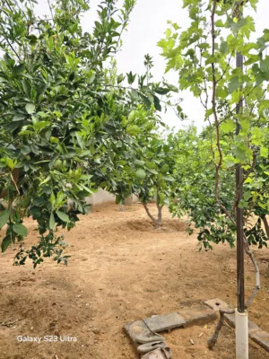 Studio Farms for Sale in Tripoli Salah Al-Din