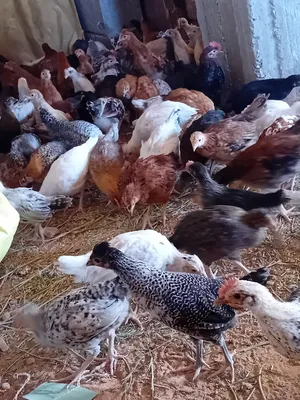 دجاج البيع
