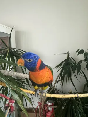 Lovely rainbow lorikeet trained and can do some tricks