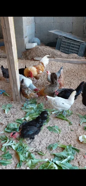 دجاج عربي للبيع