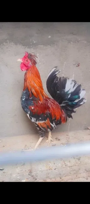 ديج شمسي نضيف