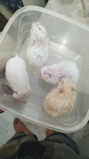 hamster surian