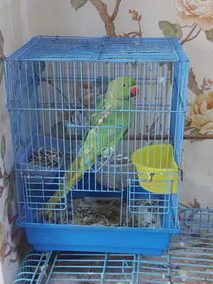 متوه انثى جنقلي للبيع Green untamed female parrot for sale