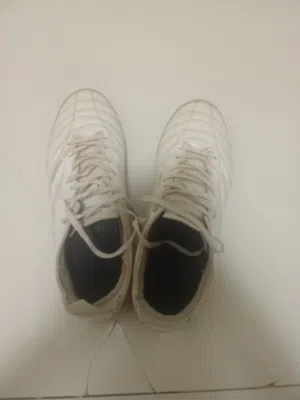 Mizuno morelia