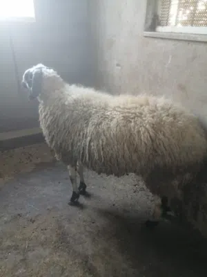 كباش قبرصي اصلي ذيل جزره واحد رباعي طالع خماس واحد سنان البن مابدل بعده الثنين كفاله احنا ساغ سلم