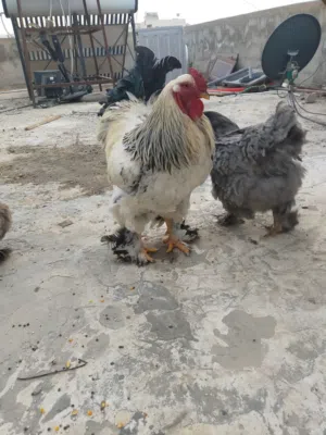 بيض دجاج براهمي مكبس 100/100