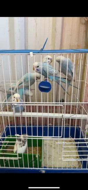 طيور حب طيور حب حلوات نضيفات  العدد 6 مال بيت بصحه فول