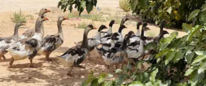 وز كيرلي سلالة تبارك الرحمان اقرا وصف