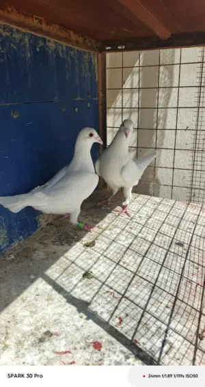حمام زاجل للبيع اقرأ الوصف