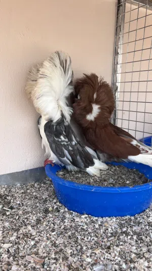طيور للبيع لكل شوف لوصف