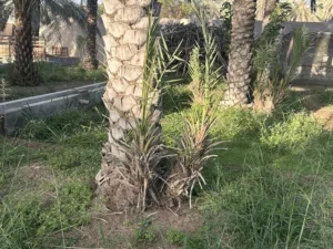 صرم نخيل خلاص، خنيزي، نغال- السيب