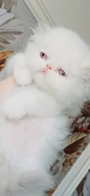 kitten Himalayan female 50 days used litter box
