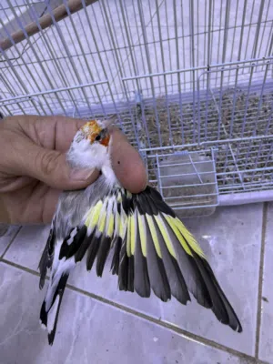 زوج حسون طفره أوروبي