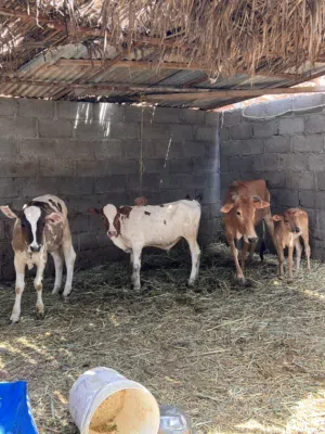 عجال ضفاريات و بقره وبنتها