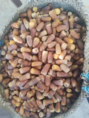 سح نغال هذي السنه قفير كبير