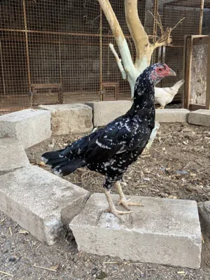 دجاج باكستاني