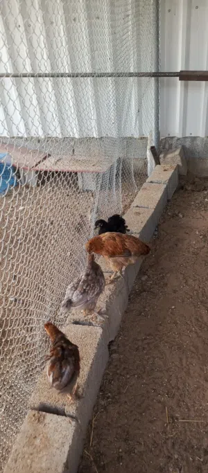 دجاج كوشن العملاق