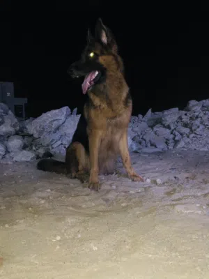 German Shepherd for sale
