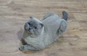 Scottish Fold