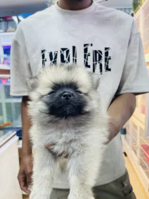 Pomeranian dog