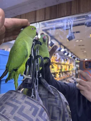 طير دره اليف صحه ونضافه معاه قفص كاسكو