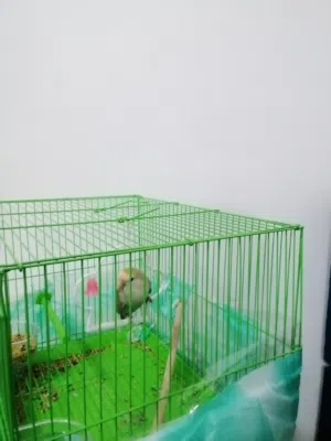 ببغاء روز لا يعاني من اي مشاكل السعر 200درهم