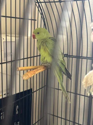 للبيع بغبغاء بيبي متوه