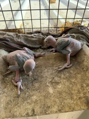 فروخ بغبغاء درة الاخضر