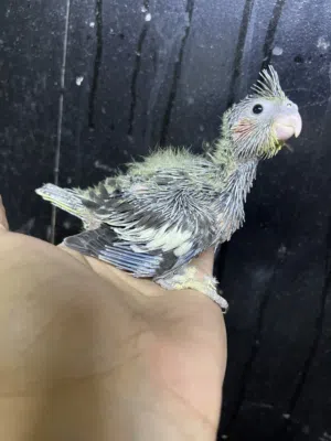 كوكتيل زق عمره 17 يوم