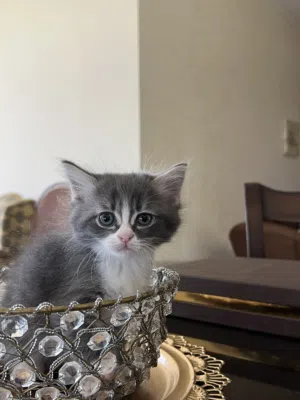 ما شاء الله خمس قطط سعر رمزي