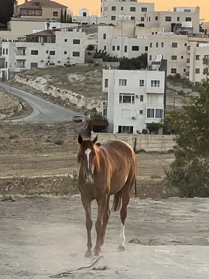 ‏خيل‏1