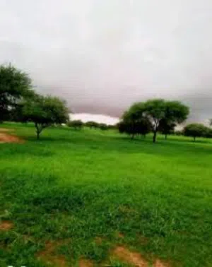 10 دونمات للبيع بالمفرق مفروزة
