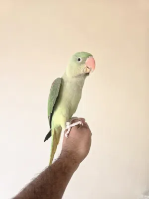 للبيع متو نيبالي اليف