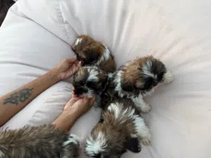Shizu Puppies