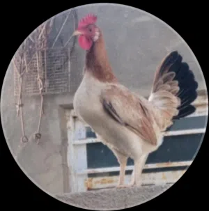 دجاج كويتي سيافي  وافرك 