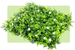 تنسيق حدائق