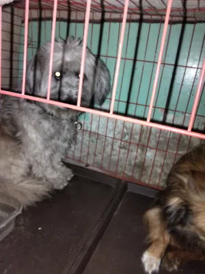 كلب جريفون ذكر