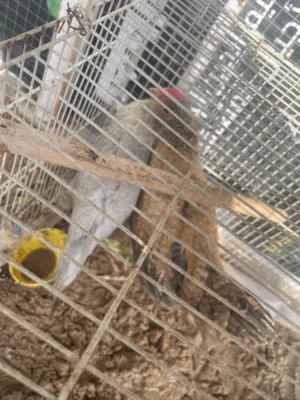 للبيع ديج ودجاجه