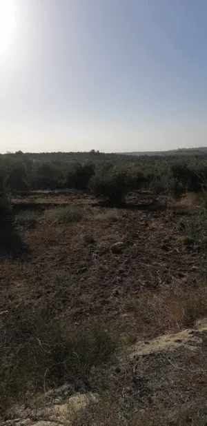 ارض زراعية مشجرة زيتون مفروزة بقوشان مستقل للبدل او بيع