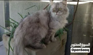 قطه همالايا للتبني مجانا