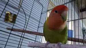 غندور اليف