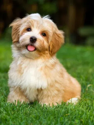 مرحبا يبحث عن كلب صغير للتبني في ابوظبي/ دبي من دون رسوم