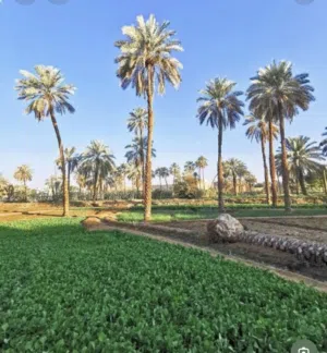 مطلوب مزرعه في بركاء او المصنعه
