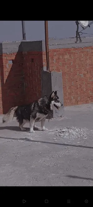 Husky0